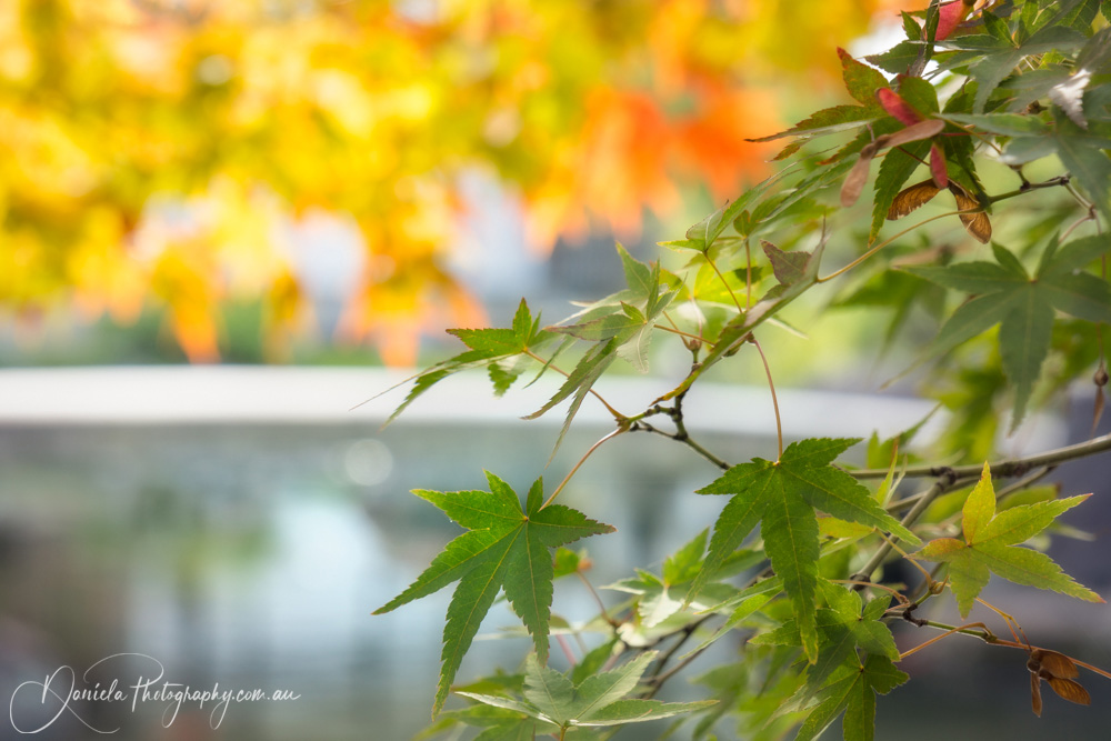 Green maple leaves at Koko en Garden in Himeji